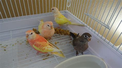 Baby Bourke Parakeets: all colors! - Friendly Bird Aviary | Parakeet, Bird, Bird aviary