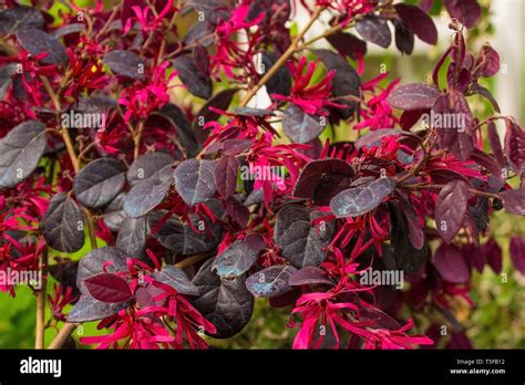 Leaves and flowers on a Loropetalum Chinense plant growing in north east Italy. This evergreen ...