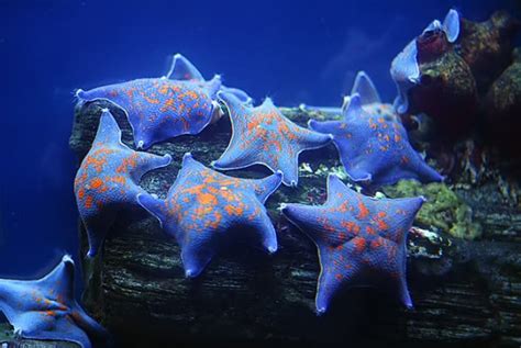 Blue sea stars : pics