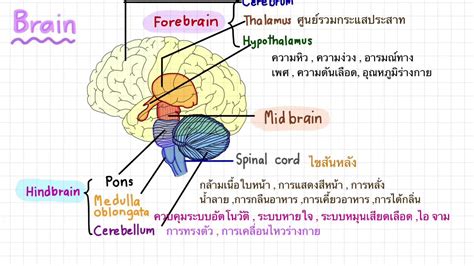 ตอนที่ 3 เรื่อง หน้าที่ของสมองส่วนต่างๆ - YouTube