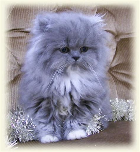 blue smoke persian kitten | Beautiful cats, Kittens cutest, Pretty cats