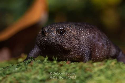 Adorable Pictures Of The African Rain Frog, The Grumpiest Looking Frog In The World