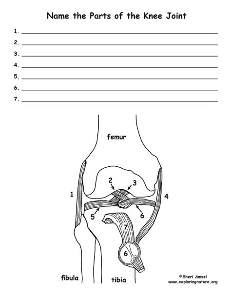 15+ anatomy and physiology coloring book answer key Appendicular skeleton labeling blank ...