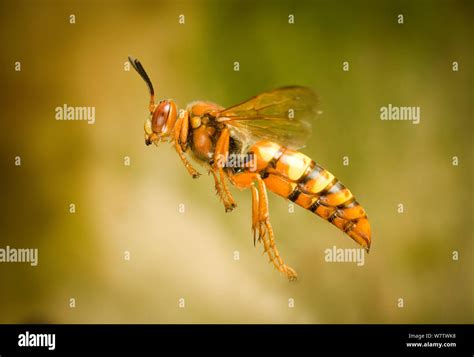 Female Cicada killer wasp (Sphecius grandis) in flight, captive Stock ...