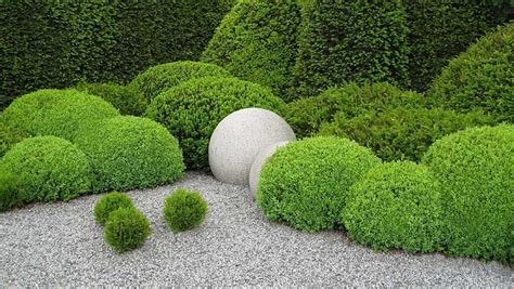 Garden Topiary Plants | Fasci Garden