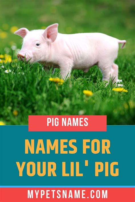 Pig Names | Pet names, Pig, Funny pigs