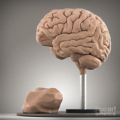 Clay Model Of Brain Photograph by Science Picture Co - Fine Art America