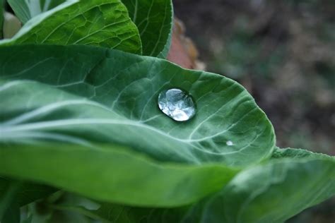 Luminous Drop On Leaf Free Stock Photo - Public Domain Pictures