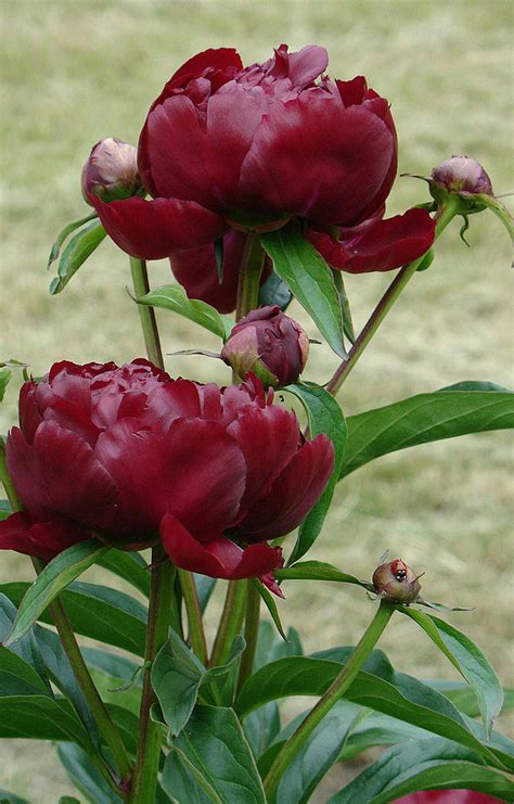 Dark red peony Peonies Garden, Flower Garden, Peony Flower, Flower Art, Garden Paths, Garden ...