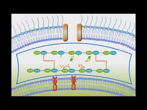 Penicillin Mechanism Of Action Animation