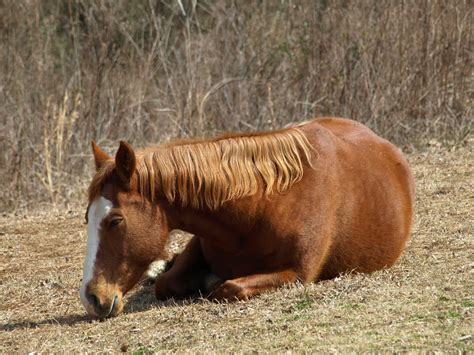 FromtheMoons: Sleeping Horses