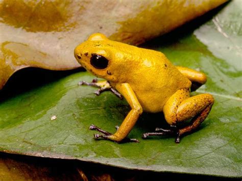 Kumpulan Foto Katak Beracun yang Eksotis | GambarBinatang.Com