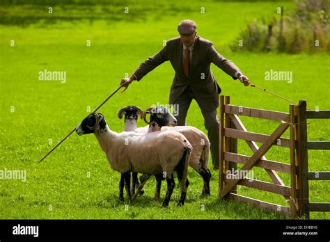 Farmer herding sheep hi-res stock photography and images - Alamy