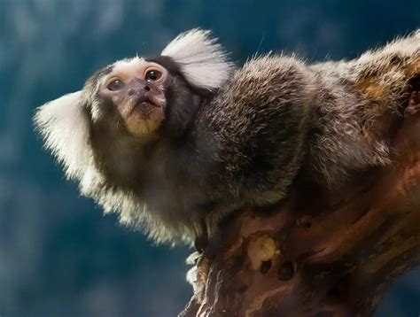 One Of The Smallest Monkey Species Are The Adorable Marmosets