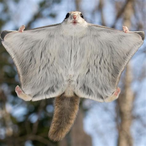 Japanese Dwarf Flying Squirrels That Are Probably Cutest Animals On Earth