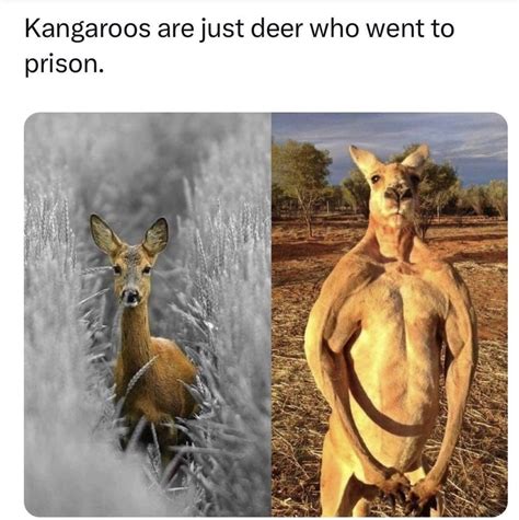 Deer: buff me [enter] : r/AnimalMemes