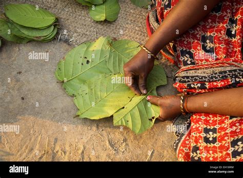 Shorea robusta leaves hi-res stock photography and images - Alamy