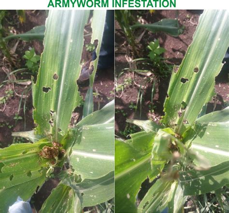 HOW ARMYWORM DAMAGE MAIZE PLANT AND HOW TO CONTROL IT. - The Most Reliable Agricultural Blog