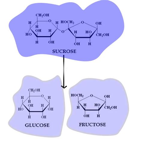 Structure Of Glucose Fructose And Sucrose