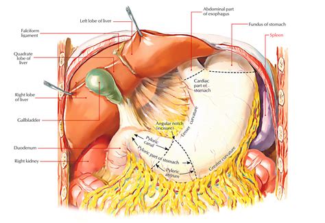 Spleen Anatomy – Earth's Lab