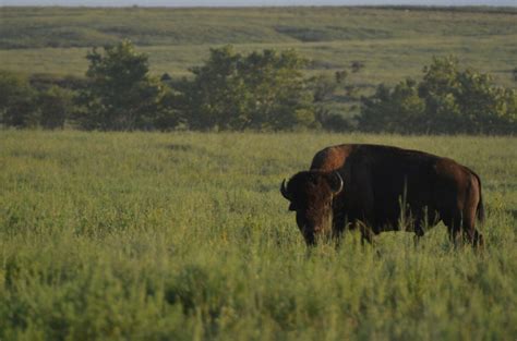 Bison are back, and that benefits many other species on the Great Plains