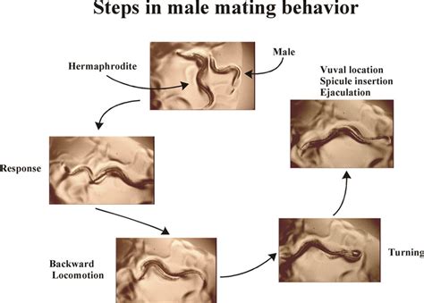 Male mating behavior