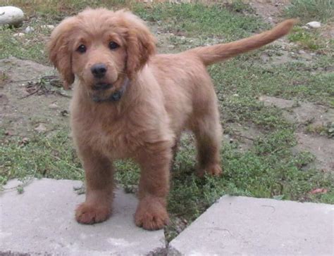 Golden Cocker Retriever, Golden Retriever and Cocker Spaniel Mix ...