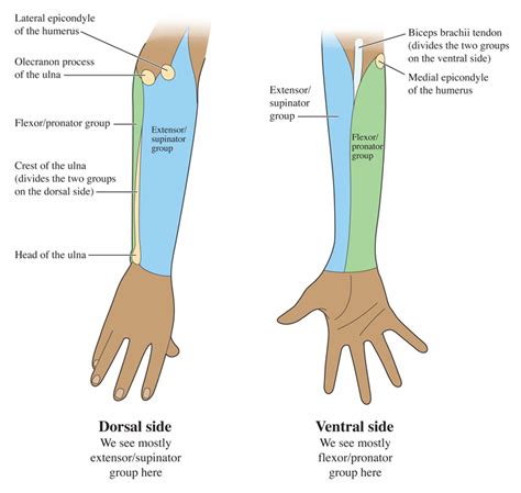 Human Anatomy for the Artist: July 2011