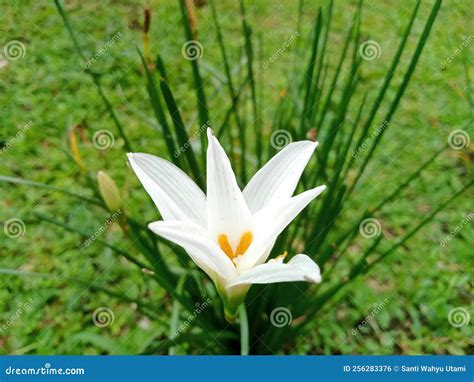 White Rain Lily in bloom stock photo. Image of rain - 256283376