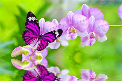 Butterfly Orchid Plant