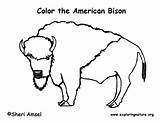 Bison Coloring Sheet Pages sketch template
