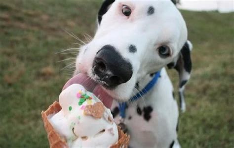 Ten Dogs Who Just Love Eating Icecream Any Time of the Year