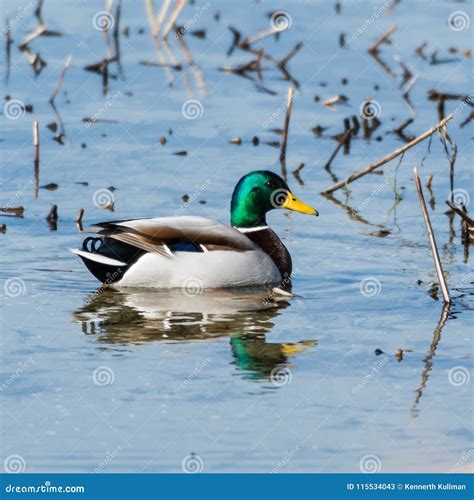 Beautiful Mallard in Natural Habitat Stock Image - Image of color ...