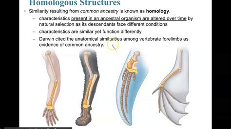 Homologous, Analogous, and Vestigial Structures - YouTube