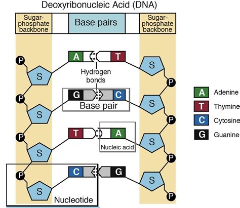 50 POINTS!!!!!!!!!!!!!!!!!!!!!!!!!!!!!!!!!!!!!!!!!!!!!!! Draw an mRNA strand thats complementary ...