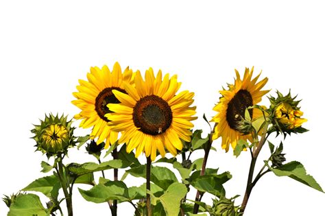 Large Flowers, Yellow Flowers, Cash Crop, Plant Fungus, Open Flower, Sunflower Flower, Png Photo ...