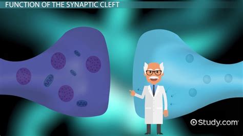 Nerve Synapse Animation