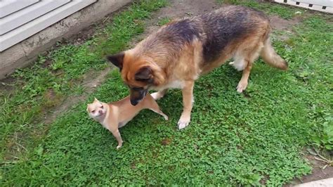 Chihuahua German Shepherd Mix Temperament | Dog Breed Information