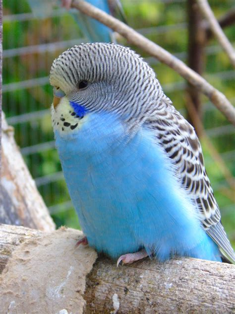 Unique Blue Parakeet Names For Your Feathered Friend - BIRD LOVER