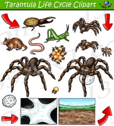 Tarantula Life Cycle Clipart Set Download - Clipart 4 School