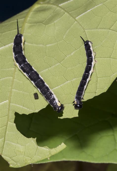 Catalpa Worms Life Cycle