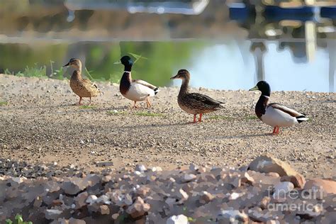 Four ducks in a row toon Photograph by Liran Eisenberg - Pixels