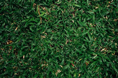 Premium Photo | Grass texture background