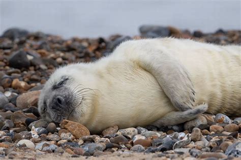 #SaveOurSeals: 8 wholesome photos of seals living their best life on ...