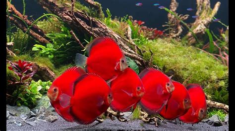 Most Beautiful Red Discus Planted Aquarium - Amazing Discus Tank Mates ...