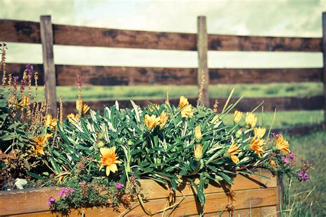 Country Flowers Photograph by Alyssa Luzaich