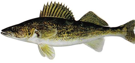 Walleye | Fish Identification – Walleye (aka Pickerel) - Fishing Basics ...