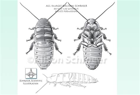 Madagascar hissing cockroach - Schroeer Scientific Illustration