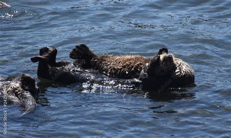 Sea Otters Cuddling and Floating in the Pacific Ocean Stock Photo ...