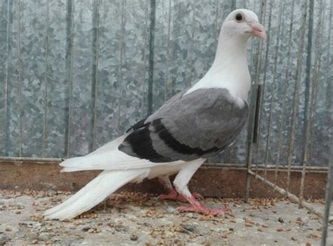 Saddle Show Racing Homer Pigeons | Pigeontype